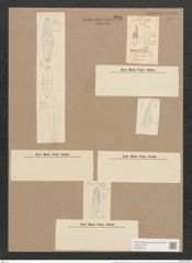Navicula digitato-radiata var. cyprinus (W.Sm.) V.H. (de-Toni-Nr.: Genus 1, Species 124) Zeichnungen Sammlung Grunow Nr. 380 (NHMW-BOT-W0366678)